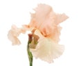 Pink flower of iris, isolated on white background Royalty Free Stock Photo