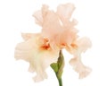 Pink flower of iris, isolated on white background Royalty Free Stock Photo