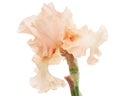 Pink flower of iris, isolated on white background Royalty Free Stock Photo