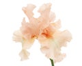 Pink flower of iris, isolated on white background Royalty Free Stock Photo