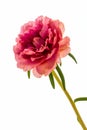 Pink flower isolate white ground,Common Purslane. Royalty Free Stock Photo