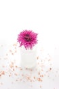 Pink flower isolated Royalty Free Stock Photo