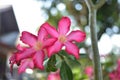 Pink flower isolated on bokeh nature background. The name of the plant is Adenium obesum Royalty Free Stock Photo