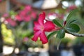 Pink flower isolated on bokeh nature background. The name of the plant is Adenium obesum Royalty Free Stock Photo