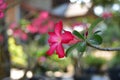 Pink flower isolated on bokeh nature background. The name of the plant is Adenium obesum Royalty Free Stock Photo