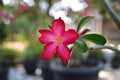 Pink flower isolated on bokeh nature background. The name of the plant is Adenium obesum Royalty Free Stock Photo