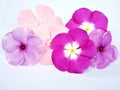 Pink flower isolated Madagascar Periwinkle, Catharanthus roseus on white background ,macro image ,sweet color Royalty Free Stock Photo