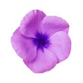 Pink flower on isolated white background with clipping path. Closeup. Beautiful pink-blue flower Violets for design. Royalty Free Stock Photo