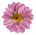 Pink flower on isolated white isolated background with clipping path. Closeup. Beautiful Pink flower for design. Dahlia. Royalty Free Stock Photo