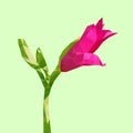 Pink flower isolated yellow background. Small flora plant geometric graphic. Floral green fresh leaf branches. Magenta low