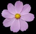 Pink flower kosmeya , black isolated background with clipping path. Closeup.