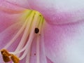 Pink flower lady bug