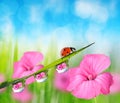 Pink flower and ladybug on fresh green spring grass with dew drops