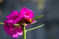 A pink flower with ladybug walking on a leaf. Royalty Free Stock Photo