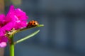 A pink flower with ladybug walking on a leaf. Royalty Free Stock Photo