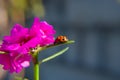 A pink flower with ladybug walking on a leaf. Royalty Free Stock Photo