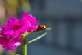 A pink flower with ladybug walking on a leaf.