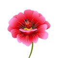 Pink flower with a ladybug. Royalty Free Stock Photo