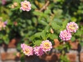 Pink flower Lantana camara, Verbenaceae blooming in garden on blurred of nature background Royalty Free Stock Photo