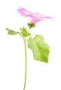 Pink flower of Lavatera trimestris or Annual mallow with leaves isolated on white background Royalty Free Stock Photo