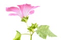Pink flower of Lavatera trimestris or Annual mallow with leaves isolated on white background Royalty Free Stock Photo
