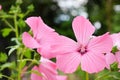 Pink flower of Lavatera trimestris, silver cup. Also known as annual, rose, royal or regal mallow Royalty Free Stock Photo