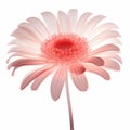 Realistic Gerber Daisy With Translucent Pink Center - 3d Illustration