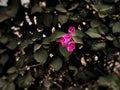 Pink flower in leaves