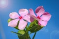 Pink flower and lens flare