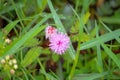 Pink flower lika an oiasis Royalty Free Stock Photo