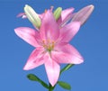 Beautitful pink flower, macrophotography of Lily Asiat Renoir. Royalty Free Stock Photo