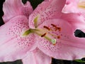 Pink flower of lily, detail