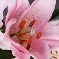 Pink flower of lily, detail 2