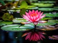a pink flower on a lily pad Royalty Free Stock Photo