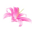 Pink flower Lily vector Royalty Free Stock Photo