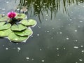 Pink flower on lilypad in water background Royalty Free Stock Photo