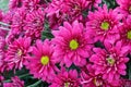 Pink flower with long thin petals & a yellow center Royalty Free Stock Photo