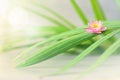 Pink flower lotus and green palm leaf. Spa concept Royalty Free Stock Photo