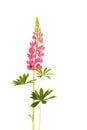 Pink flower lupine