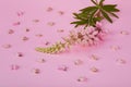 Pink flower of Lupinus, commonly known as lupin or lupine, Royalty Free Stock Photo