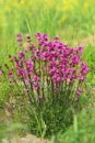 Pink flower Lychnis viscaria in blossom