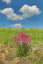 Pink flower Lychnis viscaria in blossom