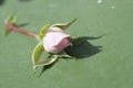 Pink flower lying on the ground