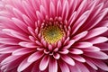 Pink flower macro close up,Generative AI Royalty Free Stock Photo