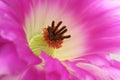 Pink flower macro, Echinocereus rigidissimus rubispinus
