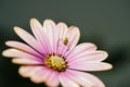 Pink flower macro photography with spider