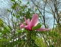 Pink flower of magnolia blooming against spring woods background. Royalty Free Stock Photo