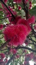 Pink flower of malay apple or guava flower