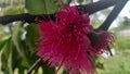 Pink flower of malay apple or guava flower