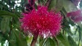Pink flower of malay apple or guava flower
